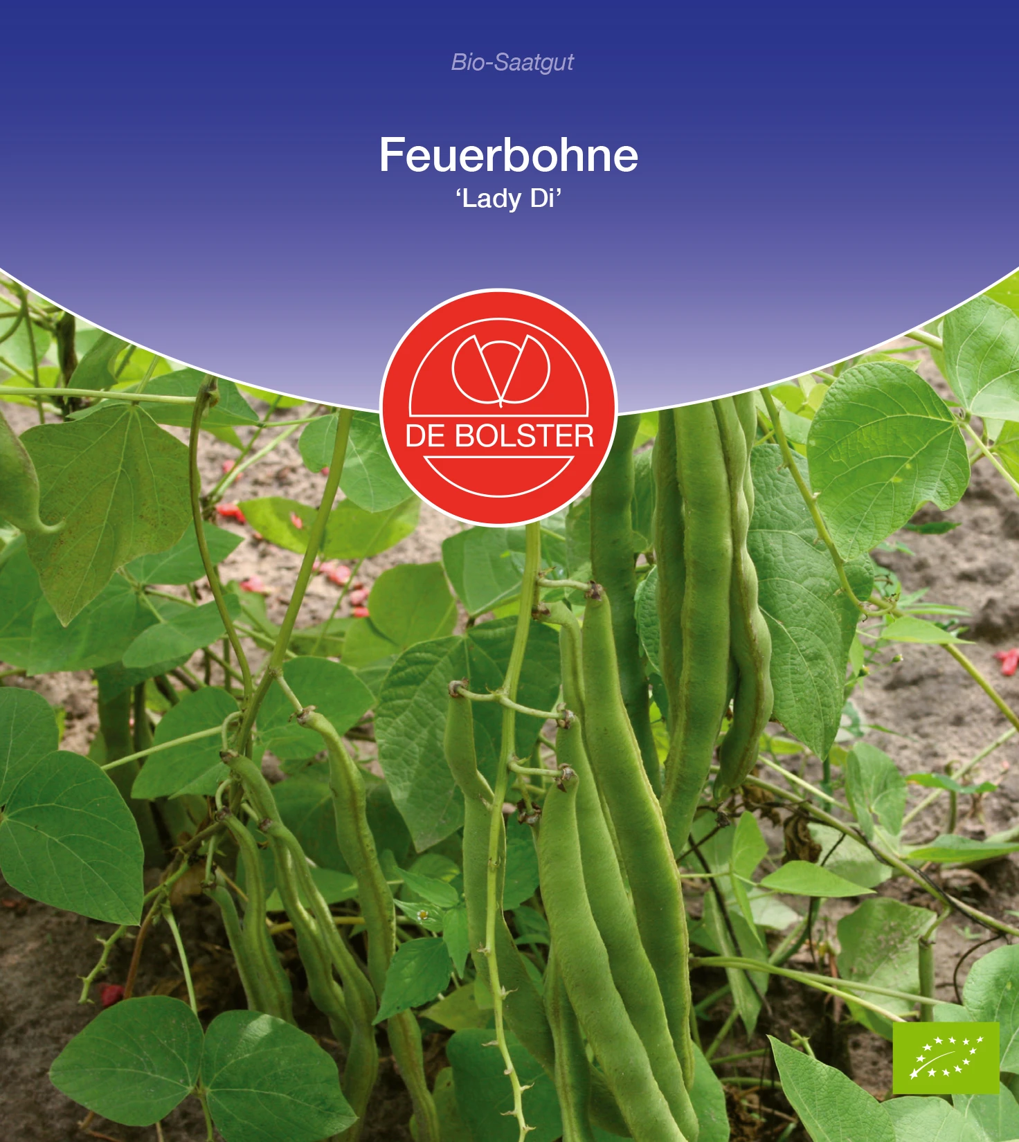 Feuerbohne Lady Di | BIO Bohnensamen Von De Bolster 2 Feuerbohne Lady Di | BIO Bohnensamen Von De Bolster – Bild 2
