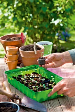 Anzuchthaus M PLUS | Mini-Gewächshaus Von Romberg -Elho || Compo Verkäufe 535236 Anzuchthaus M PLUS 10094202 3