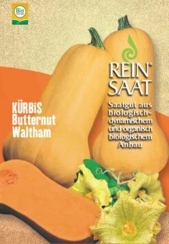 Kürbis Butternut Waltham | BIO Butternutkürbissamen Von Reinsaat