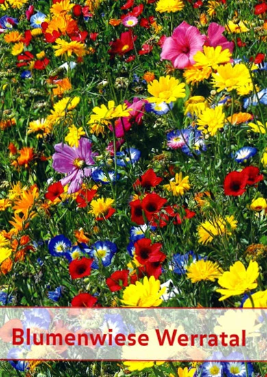 Blumenwiese Werratal (1 Kg) | Insektenwiese Von Küpper 1 Blumenwiese Werratal (1 Kg) | Insektenwiese Von Küpper