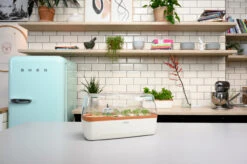 BoQube Gewächshaus & Pflanzkasten L Creme-kupfer | Zimmergewächshäuser Von Romberg 8 BoQube Gewächshaus & Pflanzkasten L Creme-kupfer | Zimmergewächshäuser Von Romberg -Elho || Compo Verkäufe 539701 BoQube Gewaechshaus Farbe creme kupferg 7