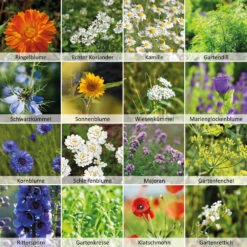 Wildbienen - Weide Im 1 L Eimer | Bienenwiese Von N.L. Chrestensen -Elho || Compo Verkäufe 540519 Wildbienen Weide im 1 l Eimer 1