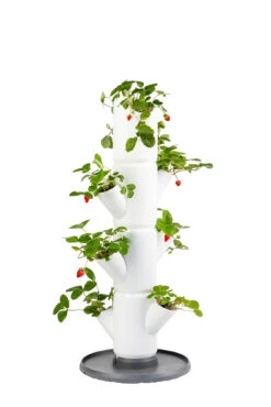 Sissi Strawberry Erdbeerturm Starter Weiß (4 Etagen) | Erdbeertürme Von Gusta Garden -Elho || Compo Verkäufe 543337 Sissi Strawberry Erdbeerturm starter weiss 4 Etagen