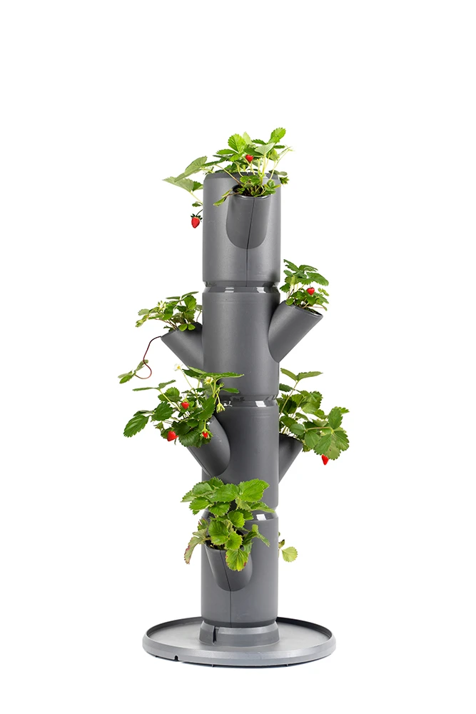 Sissi Strawberry Erdbeerturm Starter Anthrazit (4 Etagen) | Erdbeertürme Von Gusta Garden 1 Sissi Strawberry Erdbeerturm Starter Anthrazit (4 Etagen) | Erdbeertürme Von Gusta Garden