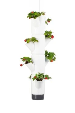 Sissi Strawberry Erdbeerturm Hanging Weiß (4 Etagen) | Erdbeertürme Von Gusta Garden 7 Sissi Strawberry Erdbeerturm Hanging Weiß (4 Etagen) | Erdbeertürme Von Gusta Garden -Elho || Compo Verkäufe 543597 Sissi Strawberry Hanging weiss 4 Etagen