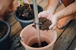 Tomato Buddy Tomatenrankhilfe | Rankhilfen Von Gusta Garden -Elho || Compo Verkäufe 547960 Tomato Buddy 5