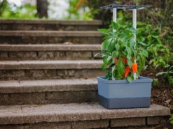 Charly Chili Chilitopf Blau | Chilitöpfe Von Gusta Garden