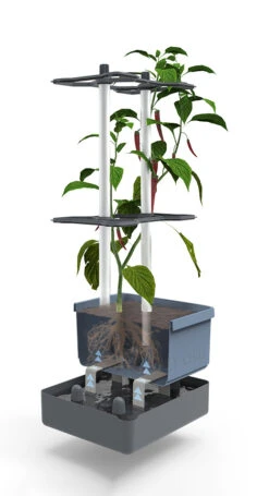 Charly Chili Chilitopf Blau | Chilitöpfe Von Gusta Garden -Elho || Compo Verkäufe 548626 Charly Chili Chilitopf blau 104710 gg 2