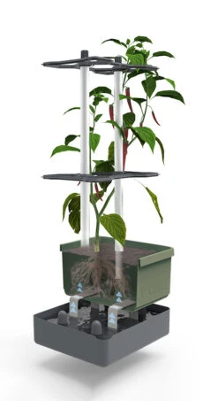 Charly Chili Chilitopf Dunkelgrün | Chilitöpfe Von Gusta Garden -Elho || Compo Verkäufe 548627 Charly Chili Chilitopf dunkelgruen 103710 gg 2