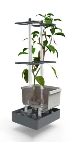 Charly Chili Chilitopf Hellgrau | Chilitöpfe Von Gusta Garden -Elho || Compo Verkäufe 548628 Charly Chili Chilitopf hellgrau 100710 gg 2