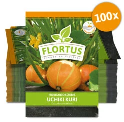 Hokkaidokürbis Uchiki Kuri (100 Stück) | Hokkaidokürbissamen Von FLORTUS -Elho || Compo Verkäufe 549859 Hokkaidokuerbis Uchiki Kuri 100 Stueck 2000 0476 100x 0