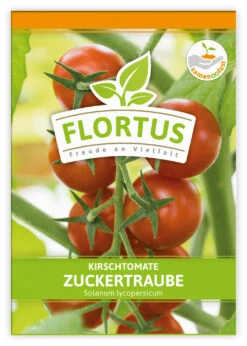 Kirschtomate Zuckertraube (100 Stück) | Kirschtomatensamen Von FLORTUS 5 Kirschtomate Zuckertraube (100 Stück) | Kirschtomatensamen Von FLORTUS -Elho || Compo Verkäufe 549864 Kirschtomate Zuckertraube 100 Stueck 2000 0481 100x 1