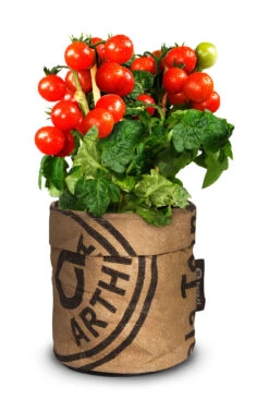 Greensquad Snack-Tomaten | Anzuchtsets Von Baza