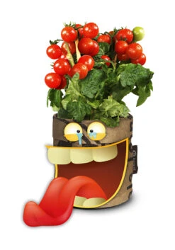 Greensquad Snack-Tomaten | Anzuchtsets Von Baza 8 Greensquad Snack-Tomaten | Anzuchtsets Von Baza -Elho || Compo Verkäufe 550259 Greensquad Snack Tomaten 18027709 bz 2