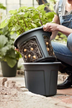 Green Basic Kartoffeltopf (33 Cm) | Töpfe Von Elho