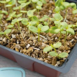 Elho || Compo Verkäufe -Elho || Compo Verkäufe 552599 Vermiculit 3 5 L 887392 sg 3