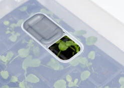 Anzucht-Gewächshaus Easy Water | Zimmergewächshaus Von Clever Pots -Elho || Compo Verkäufe 553911 Gewaechshaus Easy Water 050 0017 4