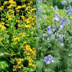 Stauden Bienenweide | BIO Bienenwiese Von Biobalu -Elho || Compo Verkäufe 554548 BIO Stauden Bienenweide BB1023 2