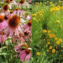 Stauden Bienenweide | BIO Bienenwiese Von Biobalu -Elho || Compo Verkäufe 554548 BIO Stauden Bienenweide BB1023 3