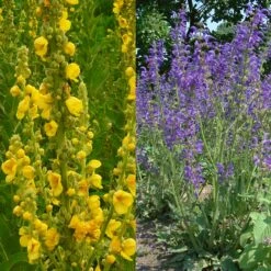 Stauden Bienenweide | BIO Bienenwiese Von Biobalu -Elho || Compo Verkäufe 554548 BIO Stauden Bienenweide BB1023 6