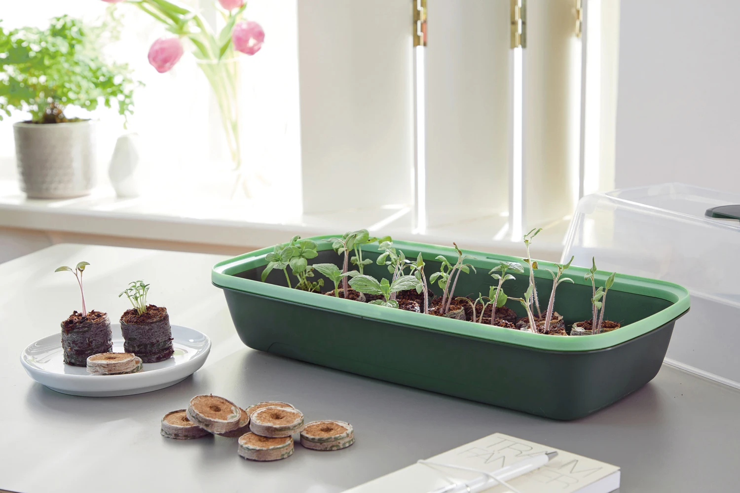 BoQube Anzuchtschale M Moosgrün-schilfgrün | Zimmergewächshäuser Von Romberg 1 BoQube Anzuchtschale M Moosgrün-schilfgrün | Zimmergewächshäuser Von Romberg