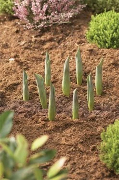 Blumenzwiebel Korb | Gartenzubehör Von Garland 6 Blumenzwiebel Korb | Gartenzubehör Von Garland -Elho || Compo Verkäufe 558874 23 cm Blumenzwiebel Korb Klein 3 Stueck W0470 gl 2