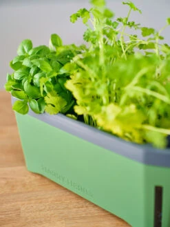 HARRY HERBS Kräutertopf Dunkelgrün | Kräutertöpfe Von Gusta Garden -Elho || Compo Verkäufe 560338 HARRY HERBS dunkelgruen 103B10 gg 3