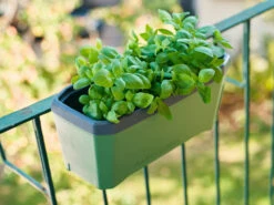 HARRY HERBS Kräutertopf Dunkelgrün | Kräutertöpfe Von Gusta Garden -Elho || Compo Verkäufe 560338 HARRY HERBS dunkelgruen 103B10 gg 7