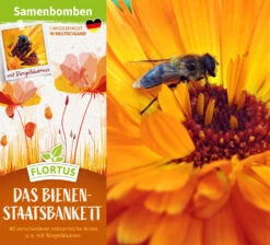 Samenbomben Das Bienenstaatsbankett (6 Stück) | Bienenwiese Von FLORTUS