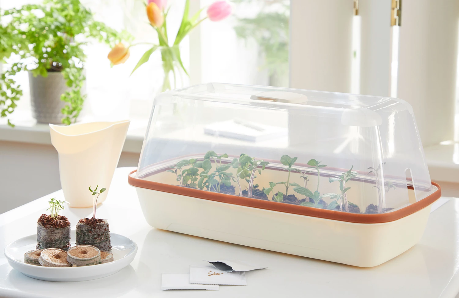 BoQube M & FLORTUS Kokos Quelltöpfe (24 Stück) | Anzuchtzubehör Set Von FLORTUS 10 BoQube M & FLORTUS Kokos Quelltöpfe (24 Stück) | Anzuchtzubehör Set Von FLORTUS – Bild 10