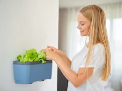 HARRY HERBS &amp; FLORTUS Kräuter Set | Anzuchtsets Von FLORTUS -Elho || Compo Verkäufe 562699 HARRY HERBS und FLORTUS Kraeuter Set 2000 2387 blau 4