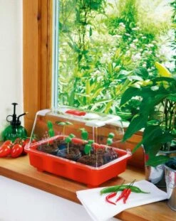 Zimmergewächshaus Veggie | Zimmergewächshaus Von Romberg 7 Zimmergewächshaus Veggie | Zimmergewächshaus Von Romberg -Elho || Compo Verkäufe 832 1