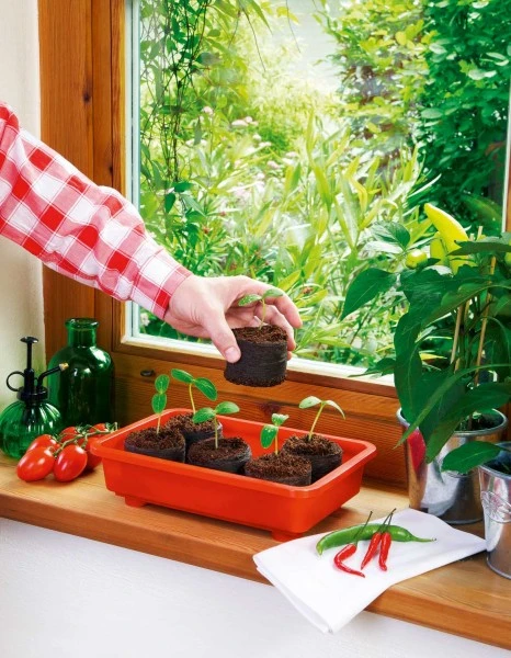 Zimmergewächshaus Veggie | Zimmergewächshaus Von Romberg 2 Zimmergewächshaus Veggie | Zimmergewächshaus Von Romberg – Bild 2