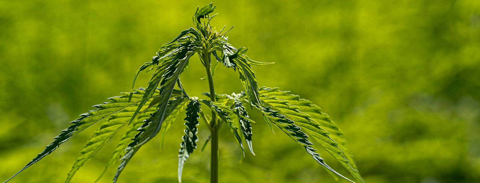 Elho || Compo Verkäufe -Elho || Compo Verkäufe Hanf Header